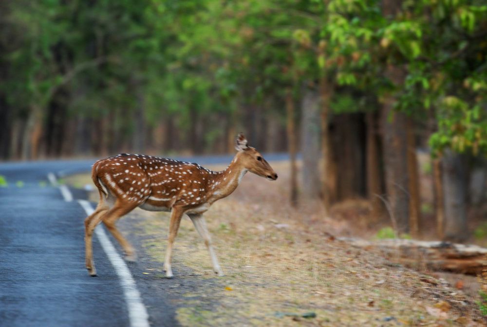 Kanha National Park (5)
