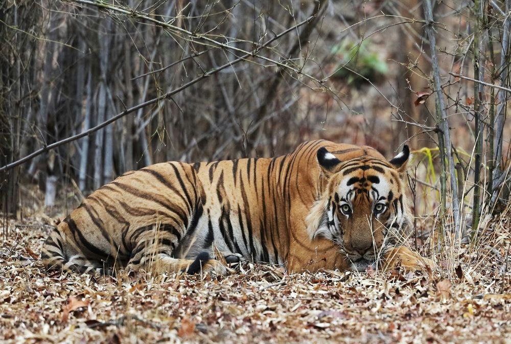 bandhavgarh national park