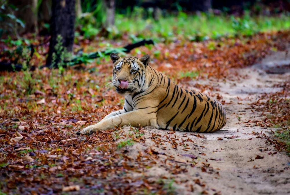 kanha park