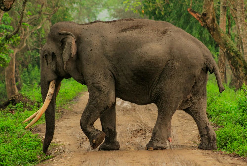 kaziranga elephant
