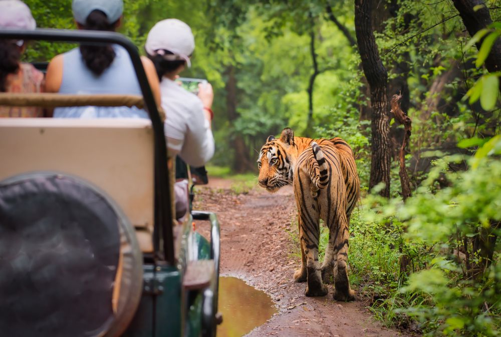 Ranthambhore